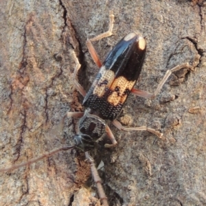 Phoracantha semipunctata at Conder, ACT - 13 Dec 2016 07:55 AM