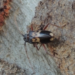 Phoracantha semipunctata at Conder, ACT - 13 Dec 2016 07:55 AM