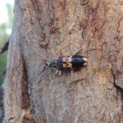 Phoracantha semipunctata at Conder, ACT - 13 Dec 2016