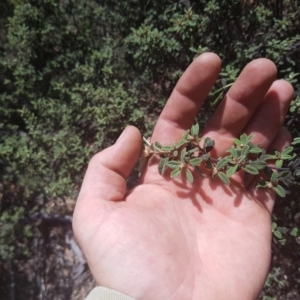 Pomaderris pallida at Kambah, ACT - 9 Dec 2016 03:06 PM