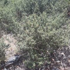 Pomaderris pallida at Kambah, ACT - 9 Dec 2016 03:06 PM