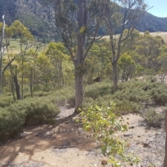 Pomaderris pallida at Kambah, ACT - 9 Dec 2016 03:06 PM