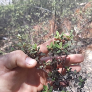 Pomaderris pallida at Stromlo, ACT - 9 Dec 2016