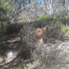 Pomaderris pallida at Stromlo, ACT - 9 Dec 2016 03:15 PM