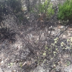 Pomaderris pallida at Stromlo, ACT - 9 Dec 2016 03:15 PM