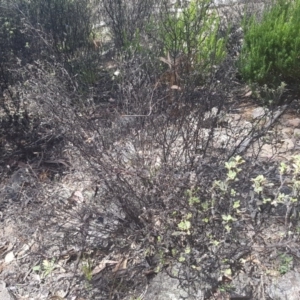 Pomaderris pallida at Stromlo, ACT - 9 Dec 2016