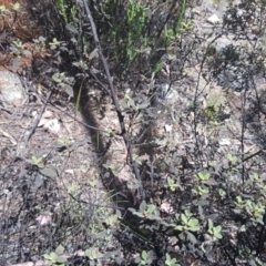 Pomaderris pallida at Stromlo, ACT - 9 Dec 2016 03:15 PM