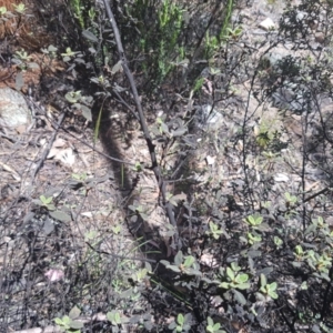 Pomaderris pallida at Stromlo, ACT - 9 Dec 2016