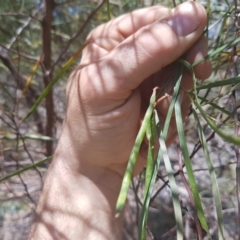 Acacia doratoxylon (Currawang) at Stromlo, ACT - 9 Dec 2016 by LukeMcElhinney