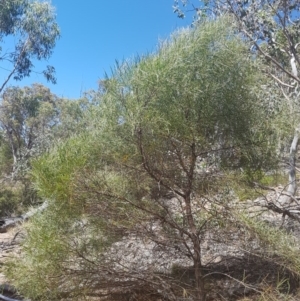 Acacia doratoxylon at Stromlo, ACT - 9 Dec 2016 03:09 PM