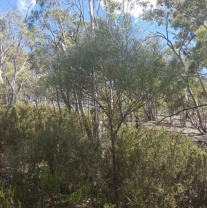 Acacia doratoxylon at Stromlo, ACT - 9 Dec 2016 03:09 PM