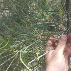 Acacia doratoxylon at Stromlo, ACT - 9 Dec 2016 03:09 PM