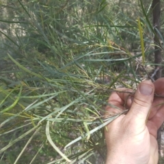 Acacia doratoxylon at Stromlo, ACT - 9 Dec 2016