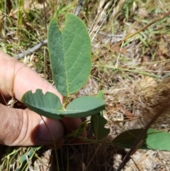 Oxytes brachypoda (Large Tick-trefoil) at Paddys River, ACT - 9 Dec 2016 by LukeMcElhinney