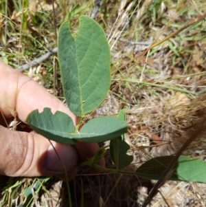 Oxytes brachypoda at Paddys River, ACT - 9 Dec 2016 11:48 AM