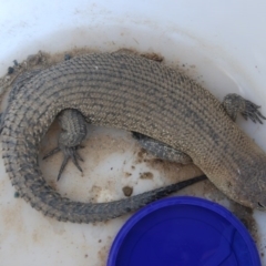 Egernia cunninghami (Cunningham's Skink) at Bango, NSW - 4 Dec 2016 by Renzy357