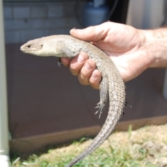 Egernia cunninghami at Bango, NSW - 4 Dec 2016 12:00 AM