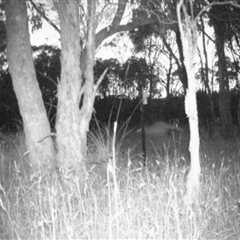 Macropus giganteus at Mulligans Flat - 20 Dec 2016 by MulligansFlat1