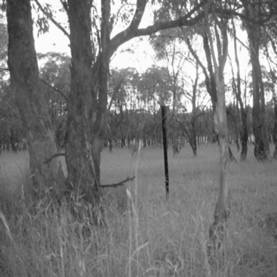 Unverified at Mulligans Flat - 20 Dec 2016 by MulligansFlat1