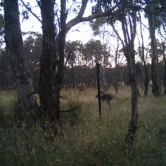 Macropus giganteus (Eastern Grey Kangaroo) at Mulligans Flat - 20 Dec 2016 by MulligansFlat1