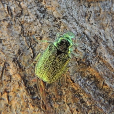 Diphucephala sp. (genus) (Green Scarab Beetle) at Conder, ACT - 12 Dec 2016 by MichaelBedingfield