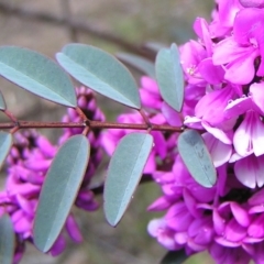 Indigofera australis subsp. australis (Australian Indigo) at Kambah, ACT - 3 Oct 2010 by MatthewFrawley