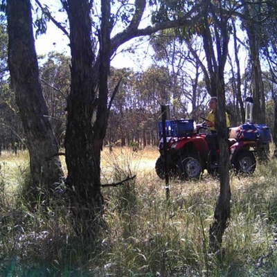 Unidentified at Mulligans Flat - 19 Dec 2016 by MulligansFlat1