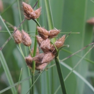 Bolboschoenus caldwellii at Fyshwick, ACT - 13 Dec 2016