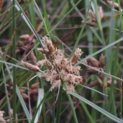 Bolboschoenus caldwellii at Fyshwick, ACT - 13 Dec 2016 08:32 PM