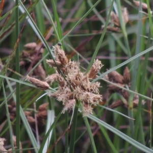 Bolboschoenus caldwellii at Fyshwick, ACT - 13 Dec 2016