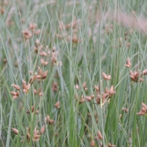 Bolboschoenus caldwellii at Fyshwick, ACT - 13 Dec 2016