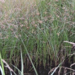 Bolboschoenus caldwellii at Fyshwick, ACT - 13 Dec 2016