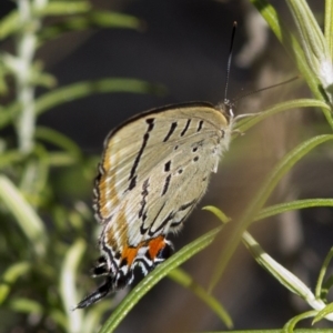 Jalmenus ictinus at Canberra Central, ACT - 21 Dec 2016