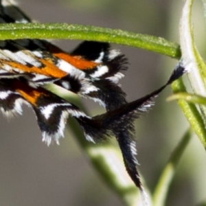 Jalmenus ictinus at Canberra Central, ACT - 21 Dec 2016