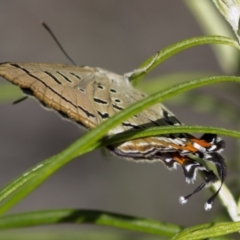 Jalmenus ictinus at Canberra Central, ACT - 21 Dec 2016