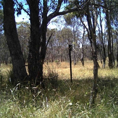 Unidentified at Mulligans Flat - 20 Dec 2016 by MulligansFlat1