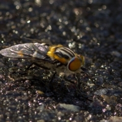 Scaptia patula (March fly) at Acton, ACT - 21 Dec 2016 by JudithRoach