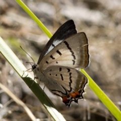 Jalmenus evagoras (Imperial Hairstreak) at Acton, ACT - 21 Dec 2016 by JudithRoach