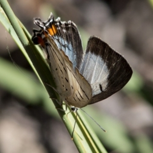 Jalmenus evagoras at Acton, ACT - 21 Dec 2016