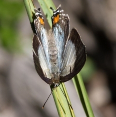 Jalmenus evagoras at Acton, ACT - 21 Dec 2016