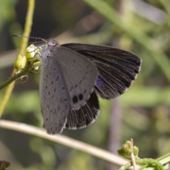 Erina hyacinthina (Varied Dusky-blue) at Acton, ACT - 20 Dec 2016 by JudithRoach