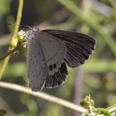 Erina hyacinthina (Varied Dusky-blue) at Acton, ACT - 21 Dec 2016 by JudithRoach