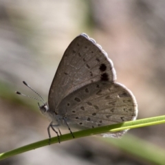 Erina hyacinthina at Acton, ACT - 21 Dec 2016