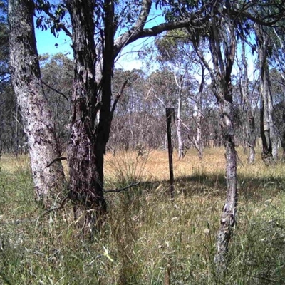 Unidentified at Mulligans Flat - 20 Dec 2016 by MulligansFlat1