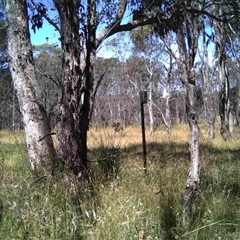 Unidentified at Mulligans Flat - 20 Dec 2016 by MulligansFlat1