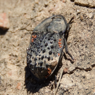 Helea ovata (Pie-dish beetle) at Mulligans Flat - 20 Dec 2016 by CedricBear