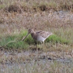 Gallinago hardwickii (Latham's Snipe) at Fyshwick, ACT - 13 Dec 2016 by MichaelBedingfield