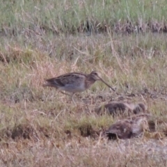 Gallinago hardwickii at Fyshwick, ACT - 13 Dec 2016