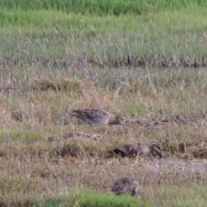 Gallinago hardwickii at Fyshwick, ACT - 13 Dec 2016 08:17 PM