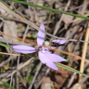 Lehtinelagia sp. (genus) at Canberra Central, ACT - 23 Oct 2016